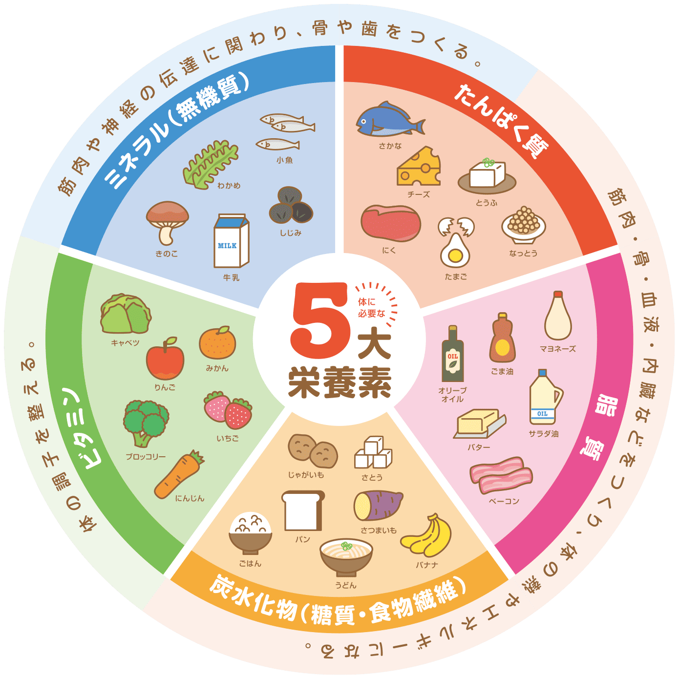 五大栄養素グラフ